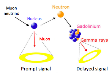Neutrino interaction in the fiducial volume, neutron capture by gadolinium salts and subsequent photon emission (delayed signal). 